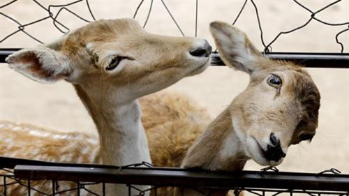 EL ECOPARQUE Y LOS ANIMALES