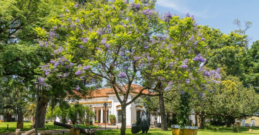 VERANO EN EL MUSEO SAAVEDRA