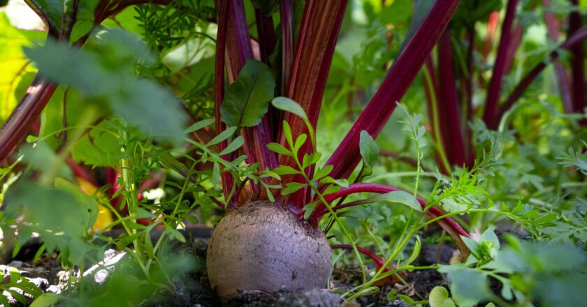 ALIMENTOS SEGUROS PARA UN MAÑANA SALUDABLE